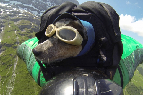 Ιπτάμενος σκύλος: Ένας άντρας έκανε base jump με το κατοικίδιό του
