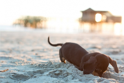 Σκυλίσια ζωή επεισόδιο παραλία: Τι να προσέξεις όταν θα πάτε μαζί με το σκύλο σου θάλασσα!
