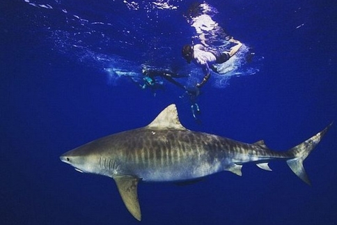 Zac Efron: Κολυμπάει με καρχαρίες!