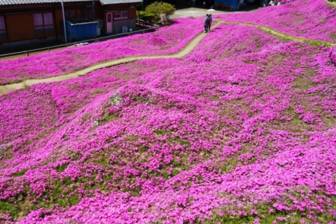 Ο άντρας που φύτεψε χιλιάδες λουλούδια για να μυρίζει η τυφλή γυναίκα του