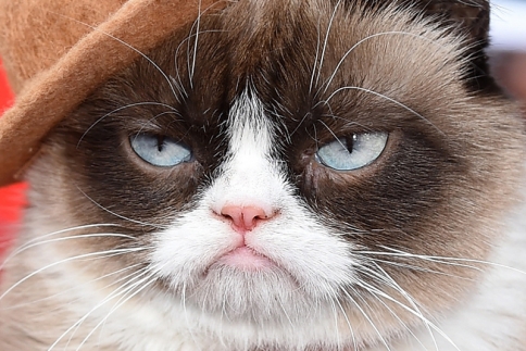 H Grumpy Cat, πρωταγωνίστρια σε Χριστουγεννιάτικη τηλεταινία