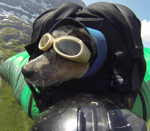 Ιπτάμενος σκύλος: Ένας άντρας έκανε base jump με το κατοικίδιό του