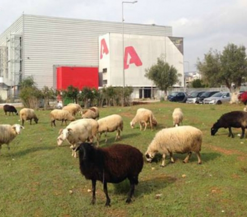 Ποιος συνεργάτης της Ελένης πρόδωσε τα πρόβατα έξω από τον Αlpha;