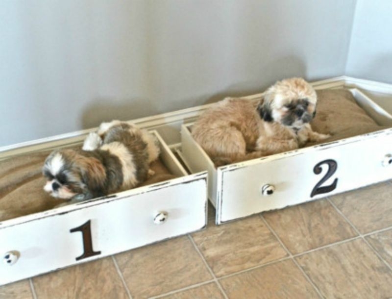 7 DIY τρόποι για να φτιάξετε κρεβατάκια σκύλων