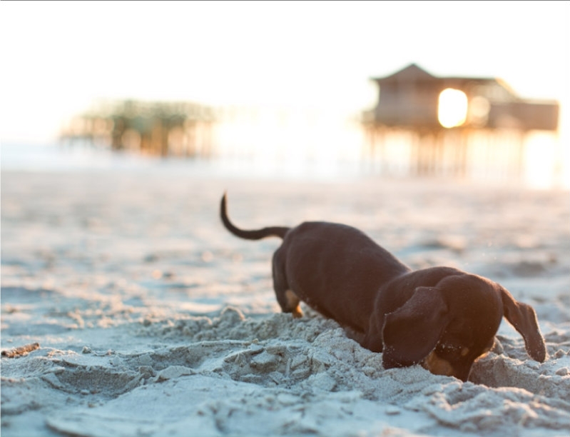 Σκυλίσια ζωή επεισόδιο παραλία: Τι να προσέξεις όταν θα πάτε μαζί με το σκύλο σου θάλασσα!