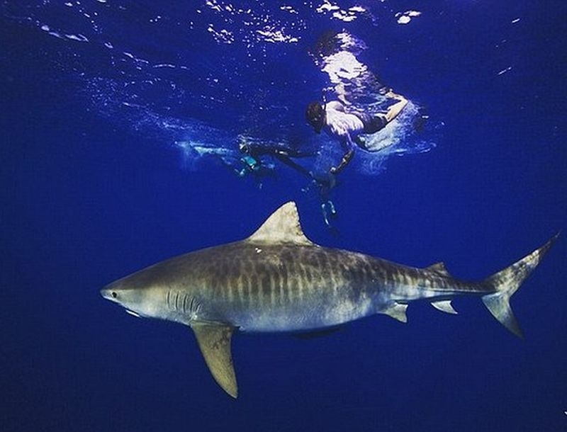 Zac Efron: Κολυμπάει με καρχαρίες!