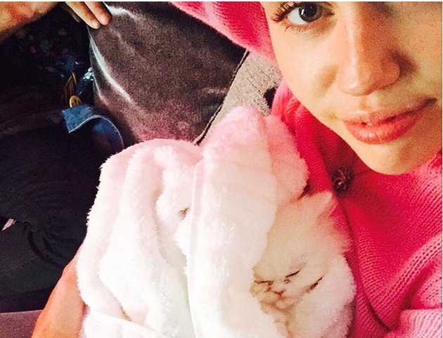 To είδαμε και αυτό! Το γατάκι της Miley Cyrus απέκτησε 30.000 followers σε μια μισή μέρα To είδαμε και αυτό! Το γατάκι της Miley Cyrus απέκτησε 30.000 followers σε μια μισή μέρα