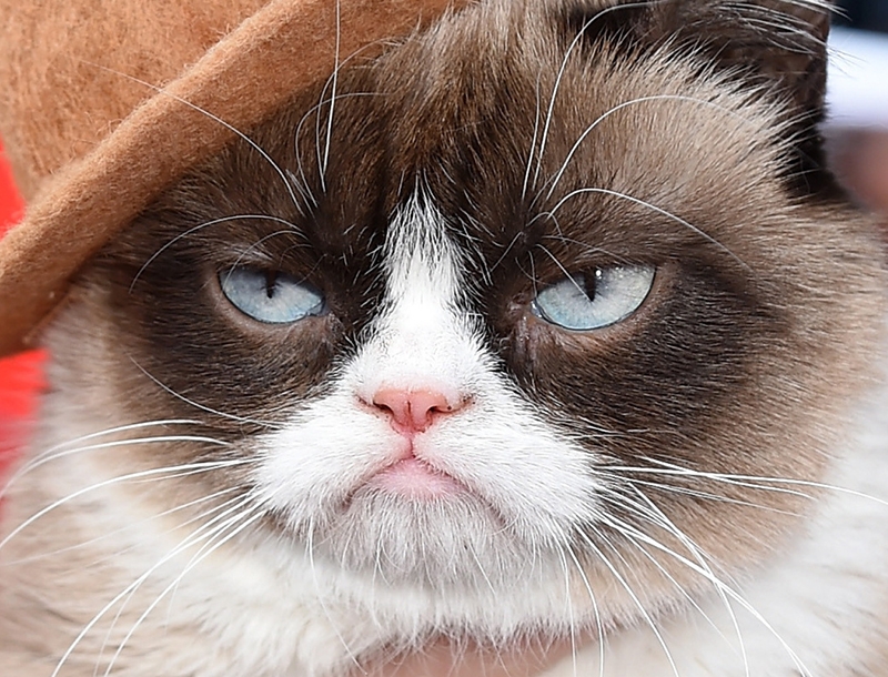 H Grumpy Cat, πρωταγωνίστρια σε Χριστουγεννιάτικη τηλεταινία