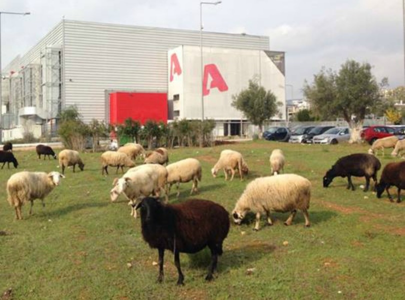 Ποιος συνεργάτης της Ελένης πρόδωσε τα πρόβατα έξω από τον Αlpha;