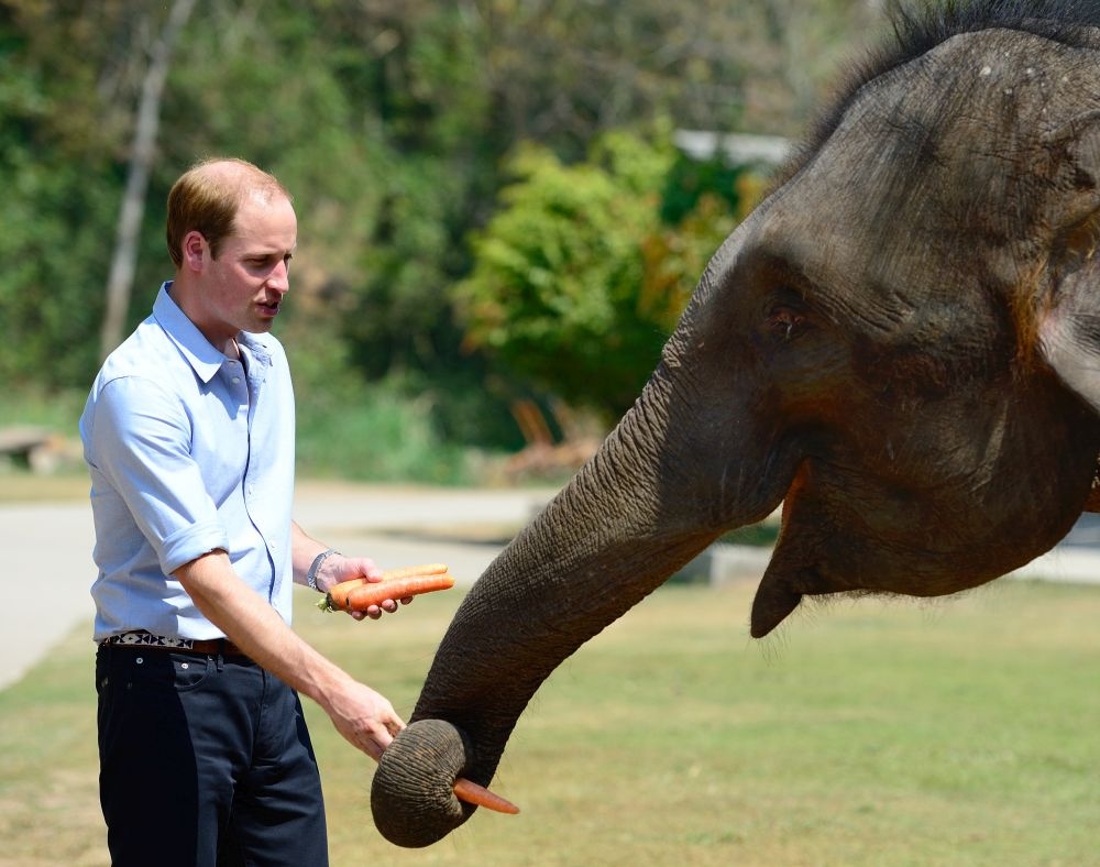Prince William: Η γνωριμία με έναν ελέφαντα! Prince William: Η γνωριμία με έναν ελέφαντα!