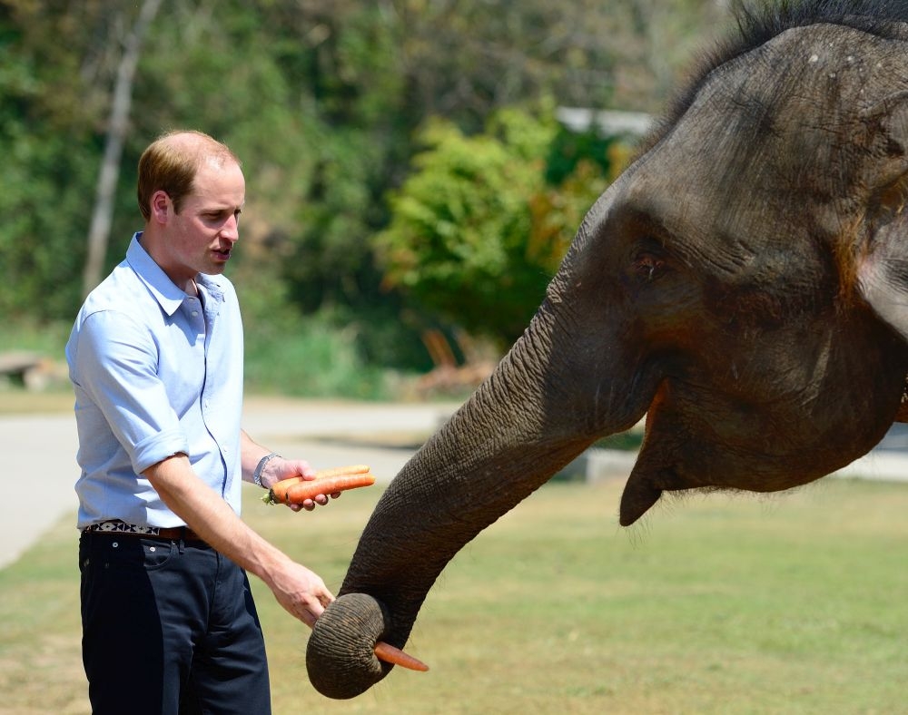 Prince William: Η γνωριμία με έναν ελέφαντα!